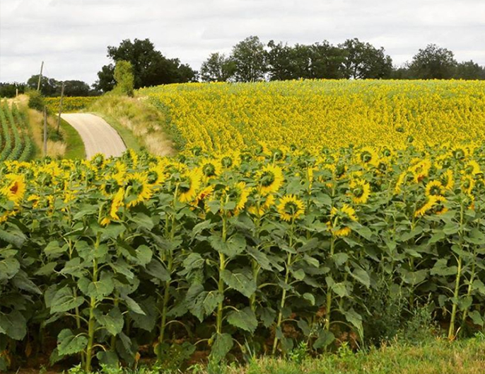 champs tournesol bio charente